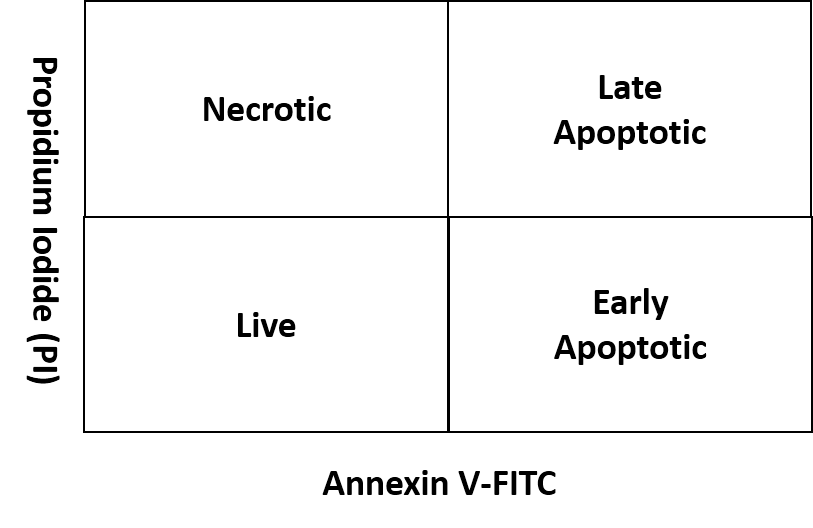 این تصویر دارای صفت خالی alt است؛ نام پروندهٔ آن Annexin-V-Apoptosis-Assay-2.png است